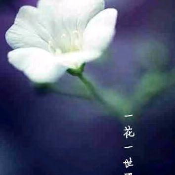 一花一世界