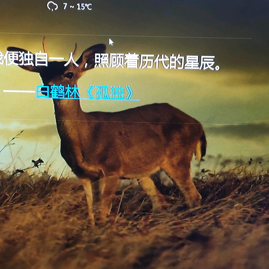 松鼠