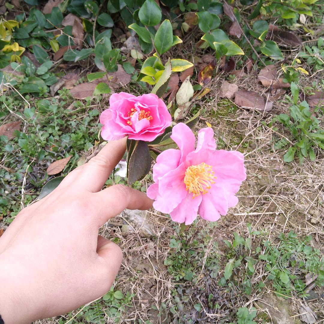 志愿军