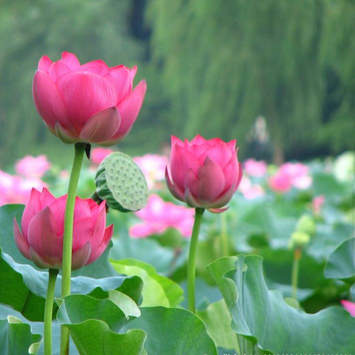 🌹有自信的人🌹