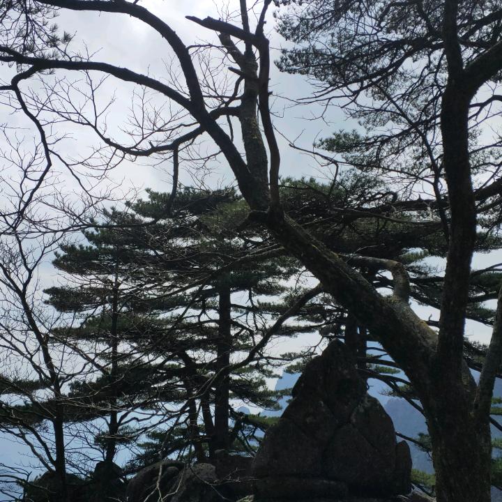 黄山松。李
