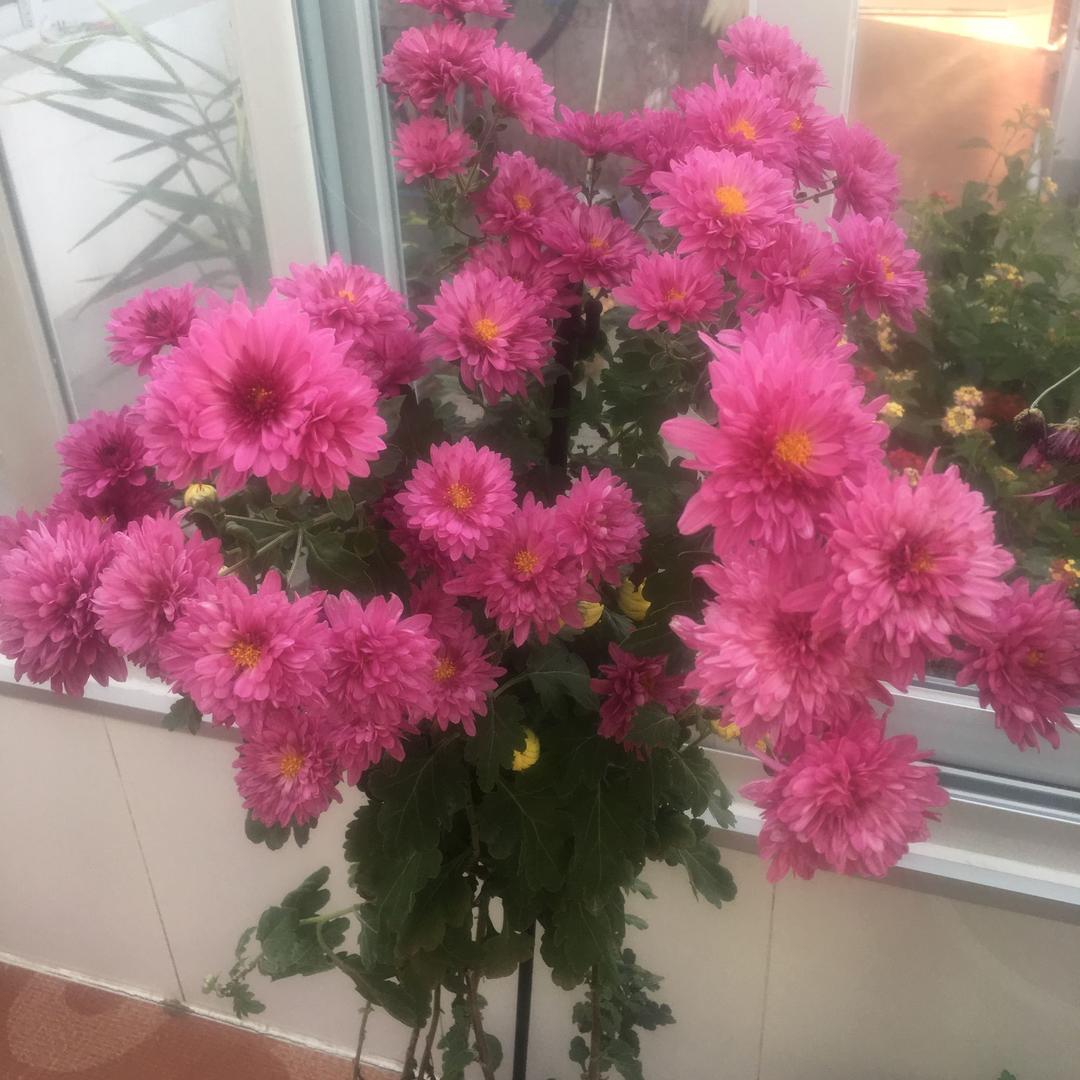 会会的退休生活