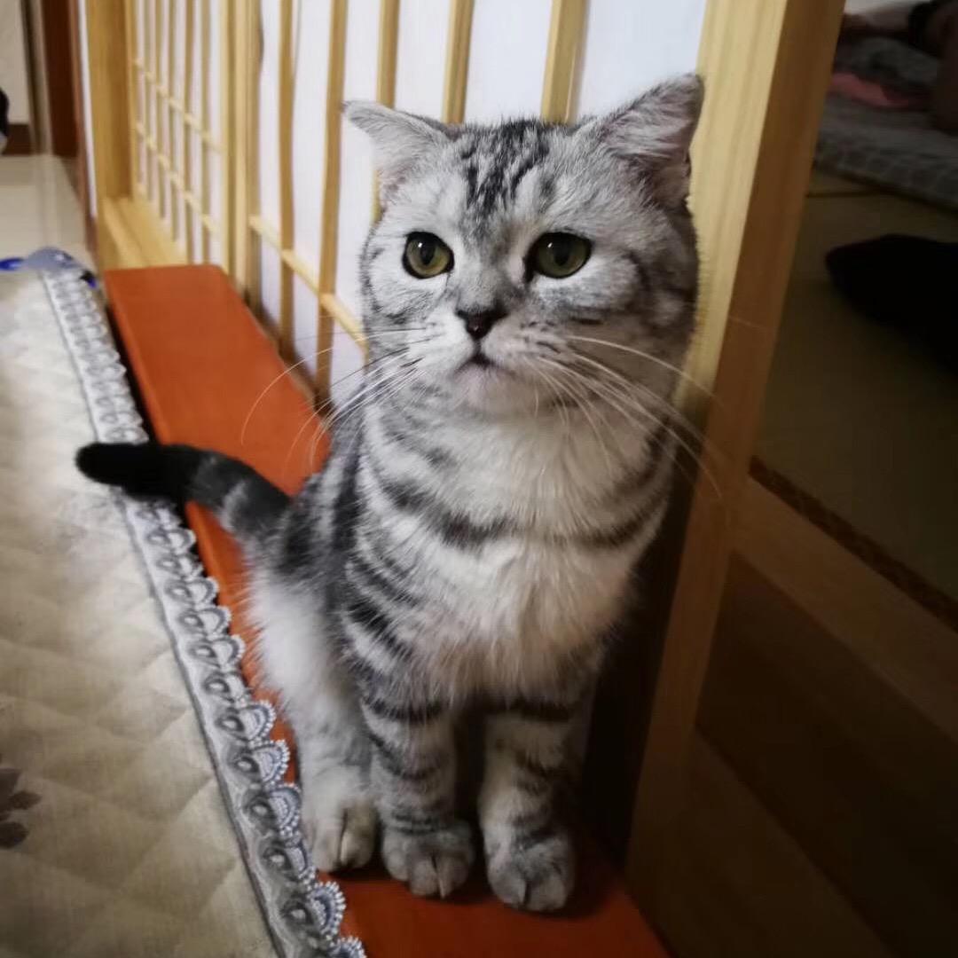 主子叫包子