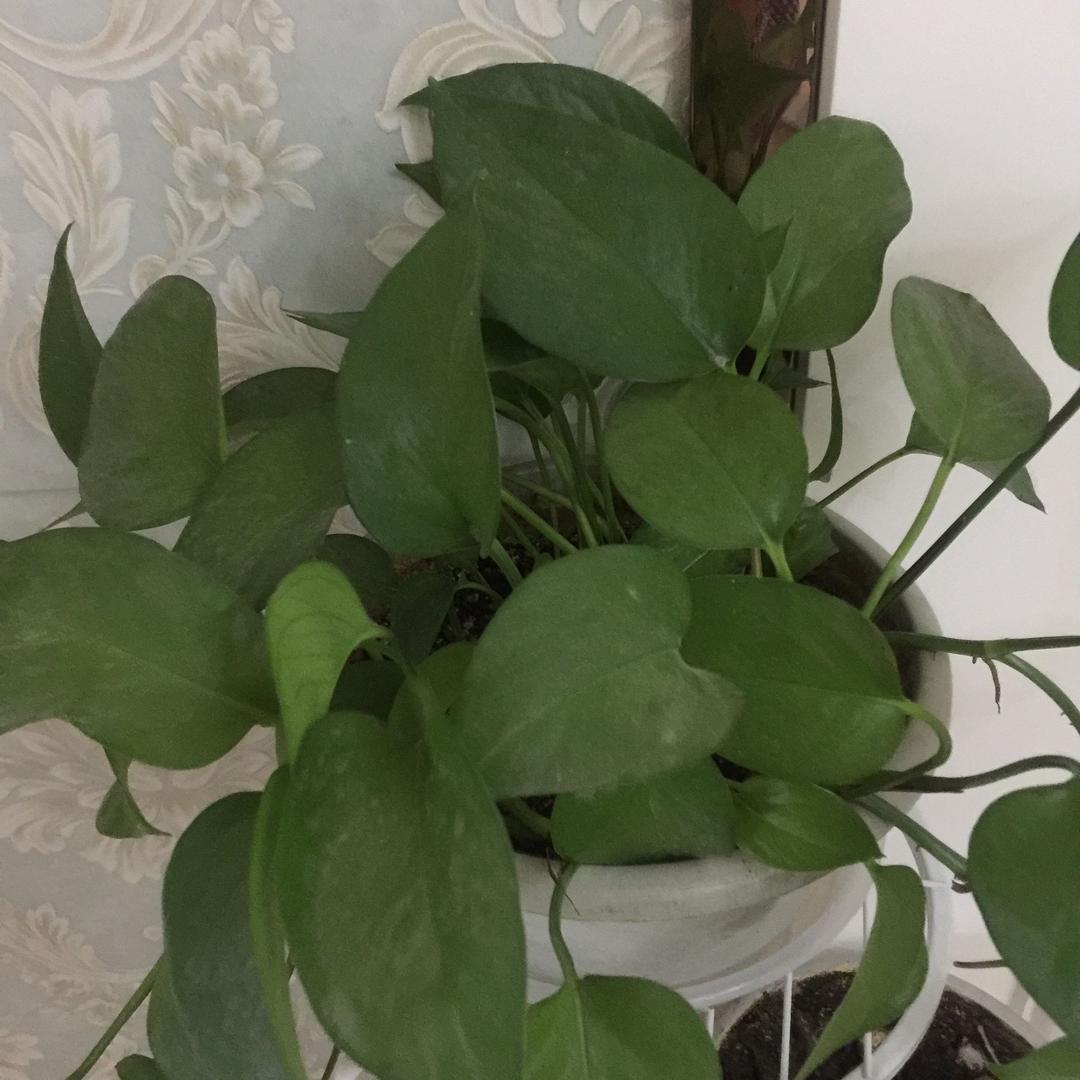 活在阳光下
