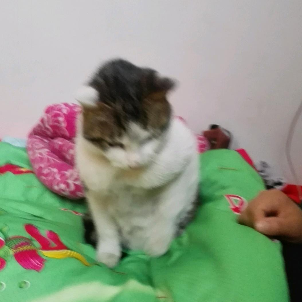 疯人院院长妈妈