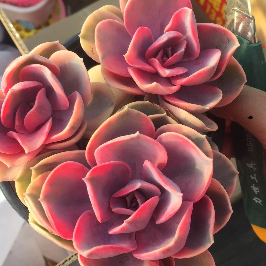欣欣向荣花店