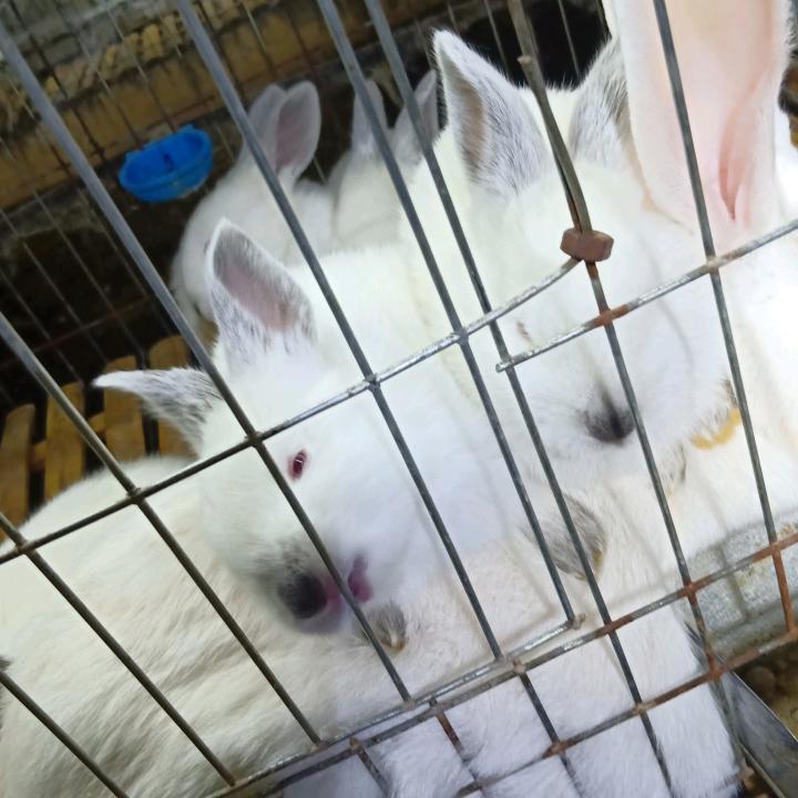 利林肉兔养殖+回收+收徒