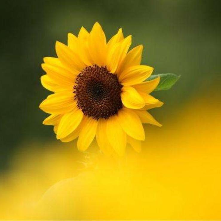 ☀️吉星高照☀️