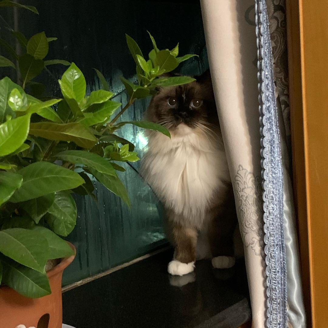 🐬四丫头