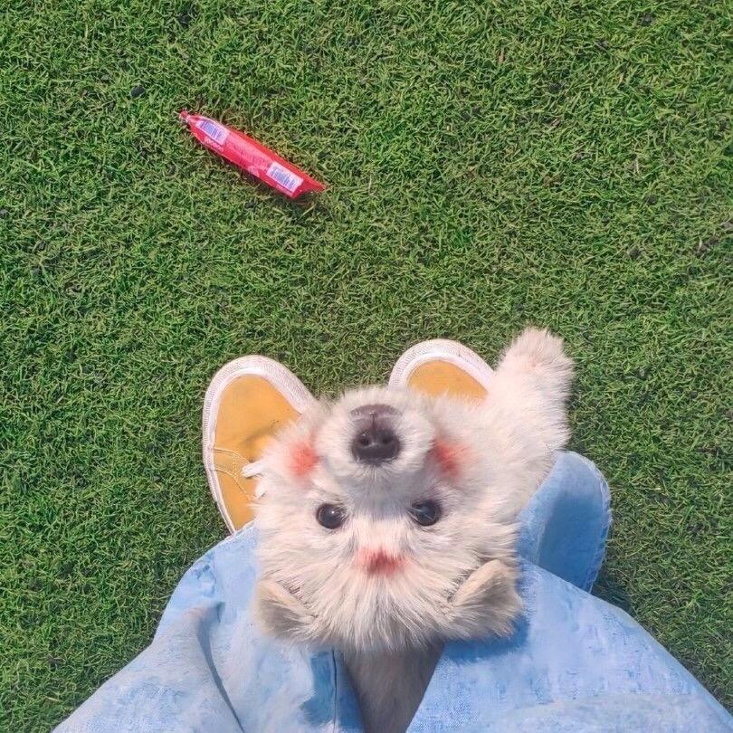 果然是妞妞