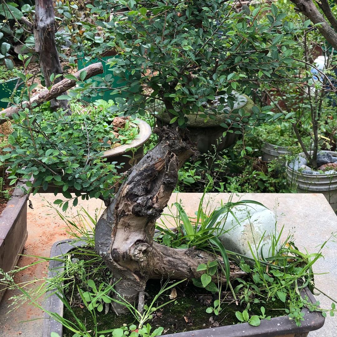 创意铁件加工花卉