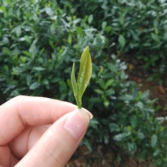 楚七月