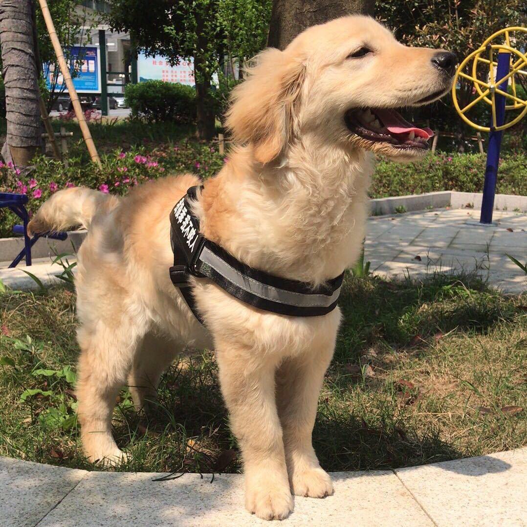 耳东陳。