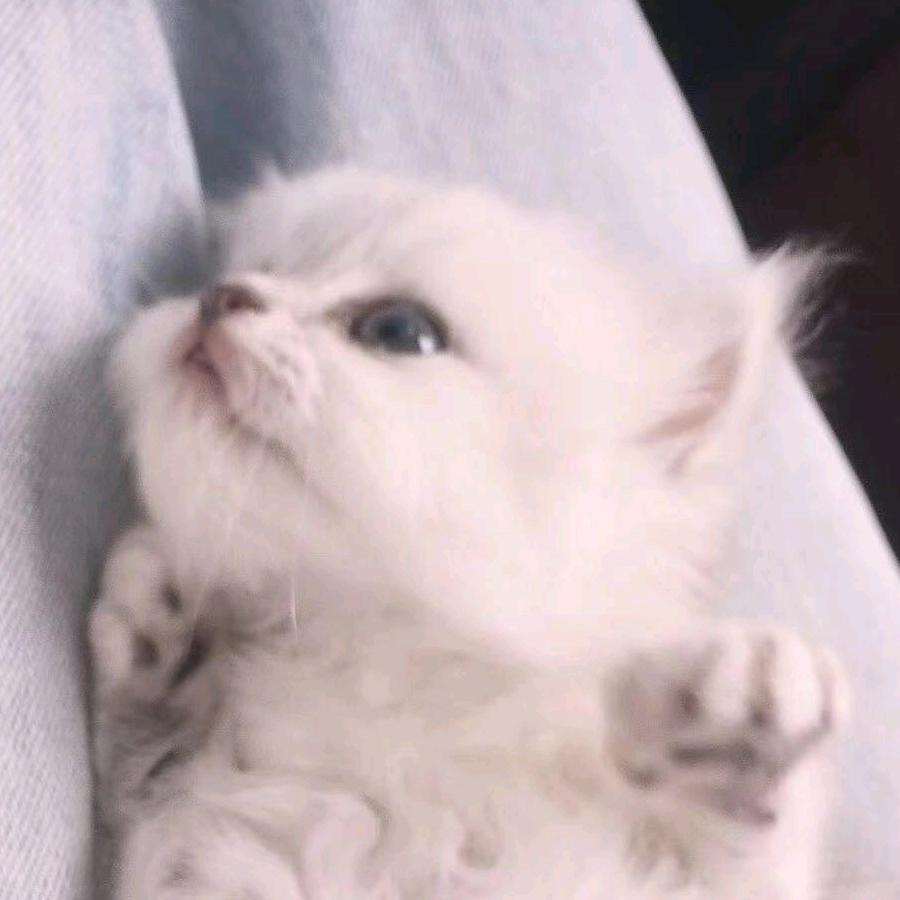 Miumiu