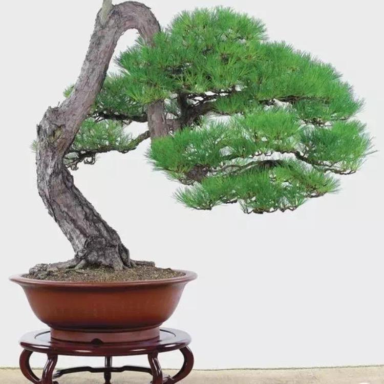 那风吹过的夏天