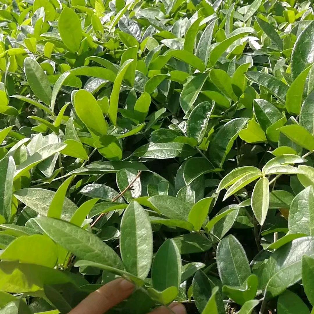 细叶牛