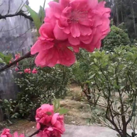 萍   封心锁爱