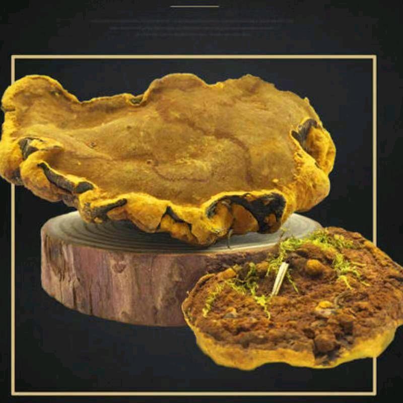 憨老四1 正宗纯野生桑树桑黄山货