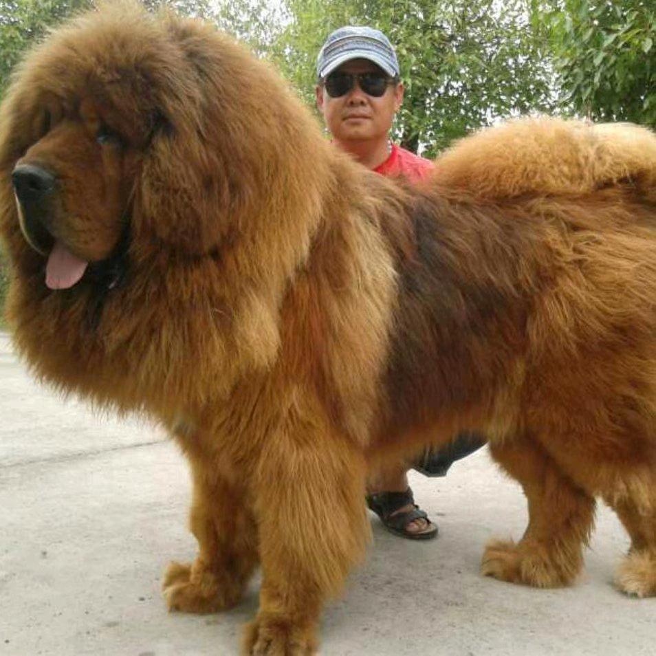 獒神