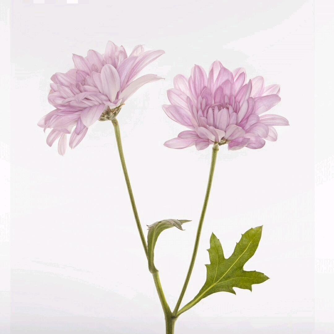 向向
