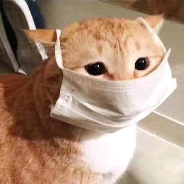 昆明黑白猫🐱