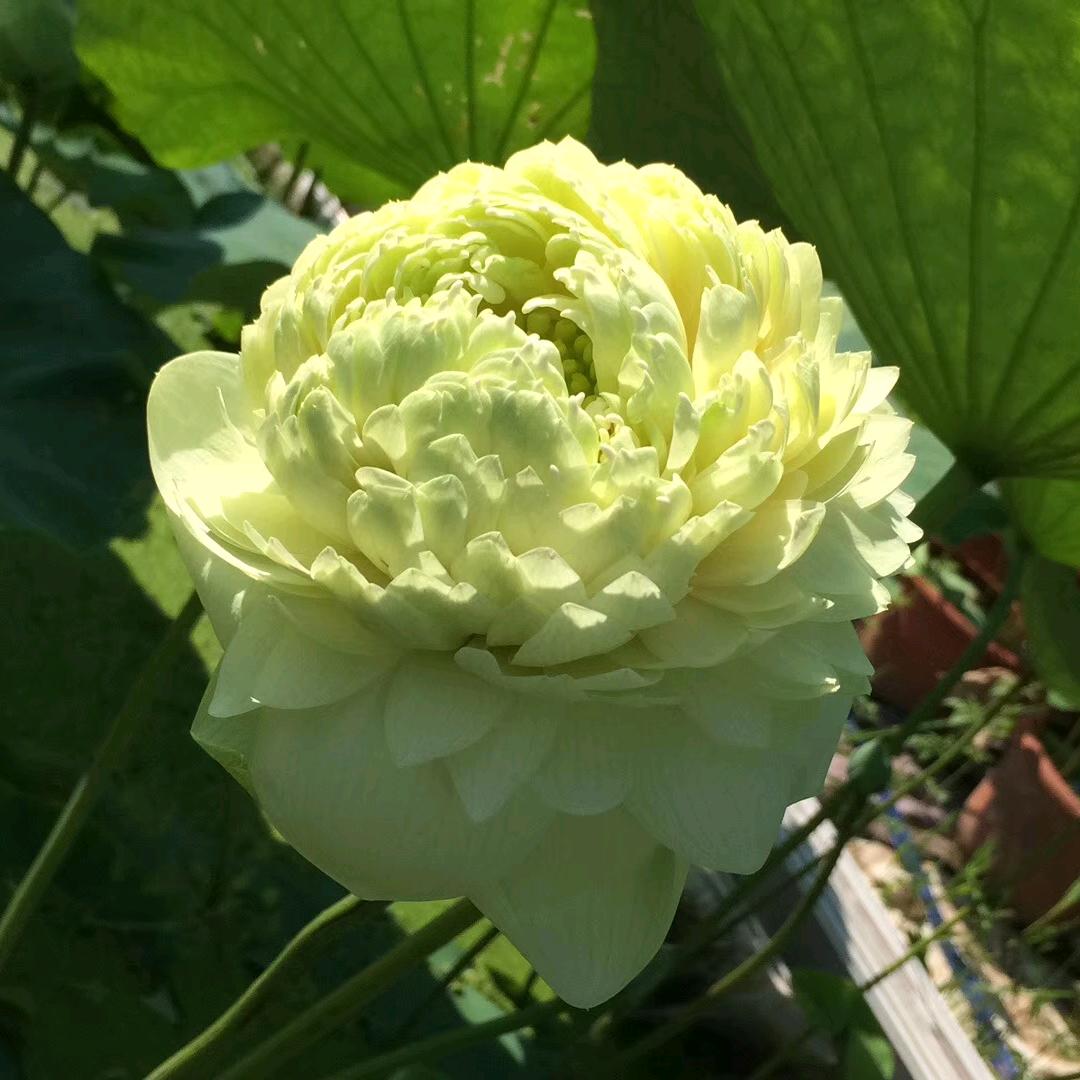 和为贵苗木鲜花店