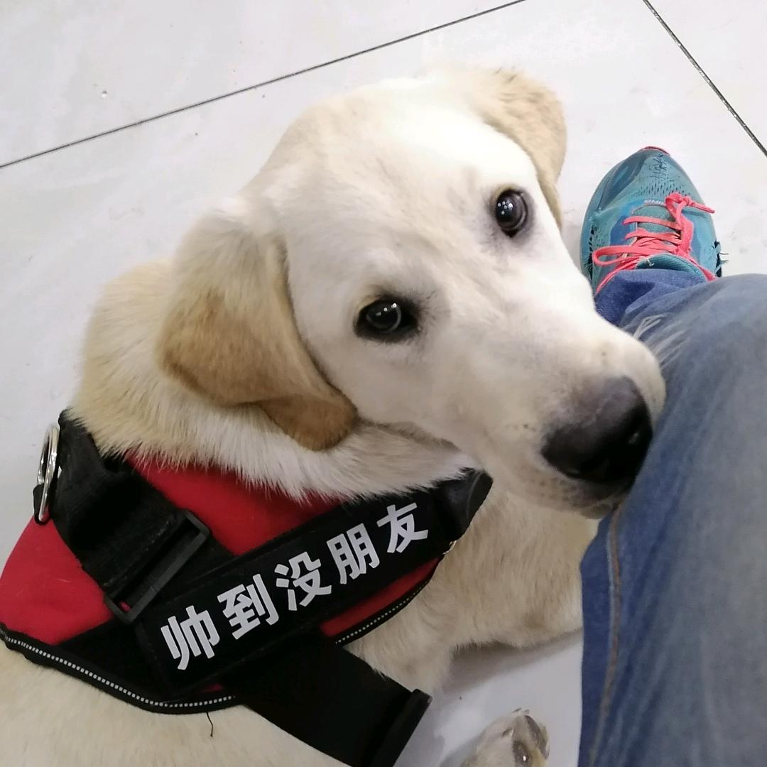 焦作壁布施工直供