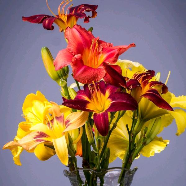 张姐🎀的娱乐圈