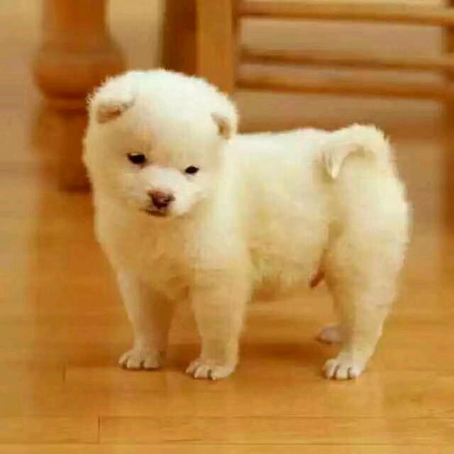 抱猫软卧
