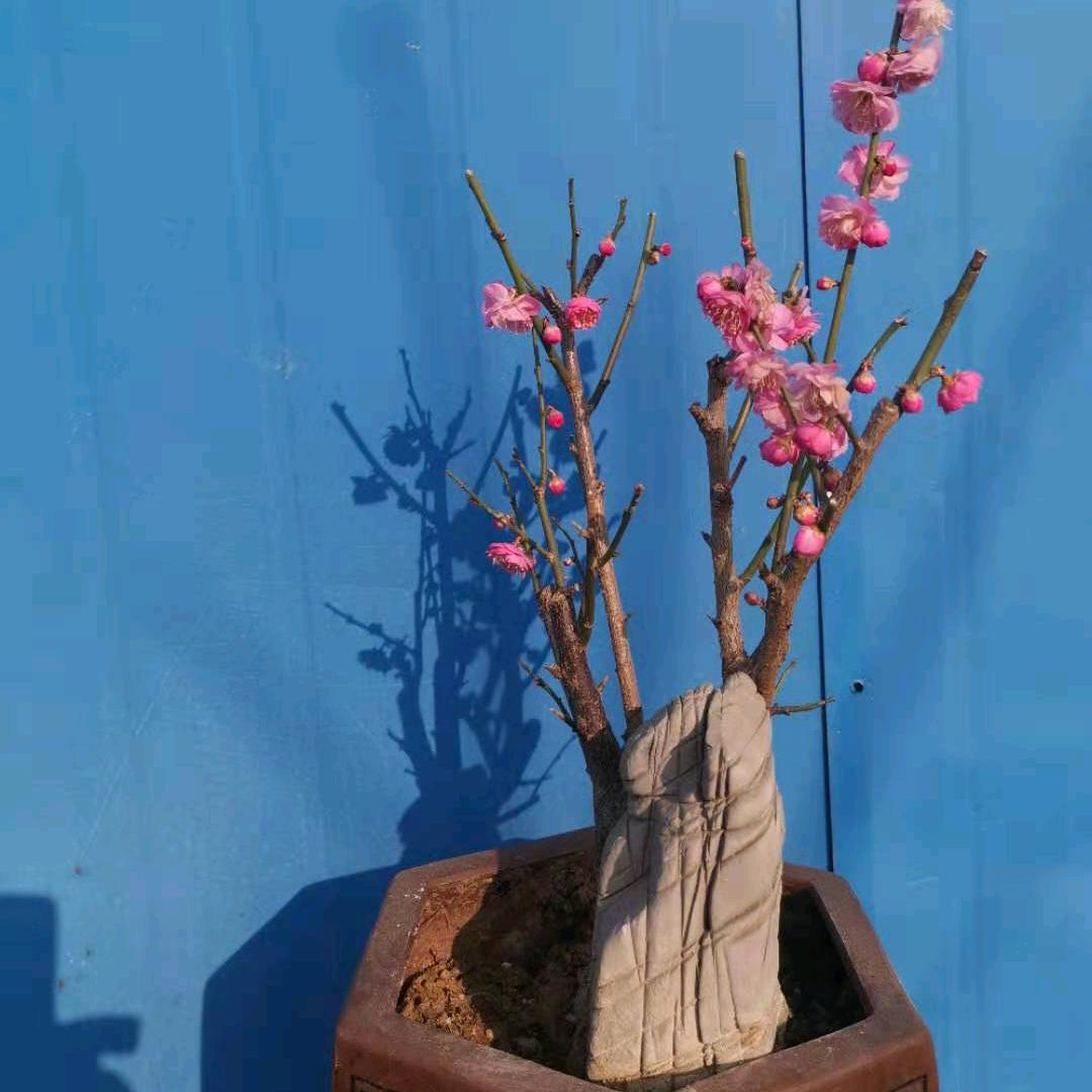 红梅