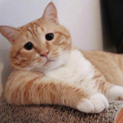 乜许涐僦媞①嗰戏孒