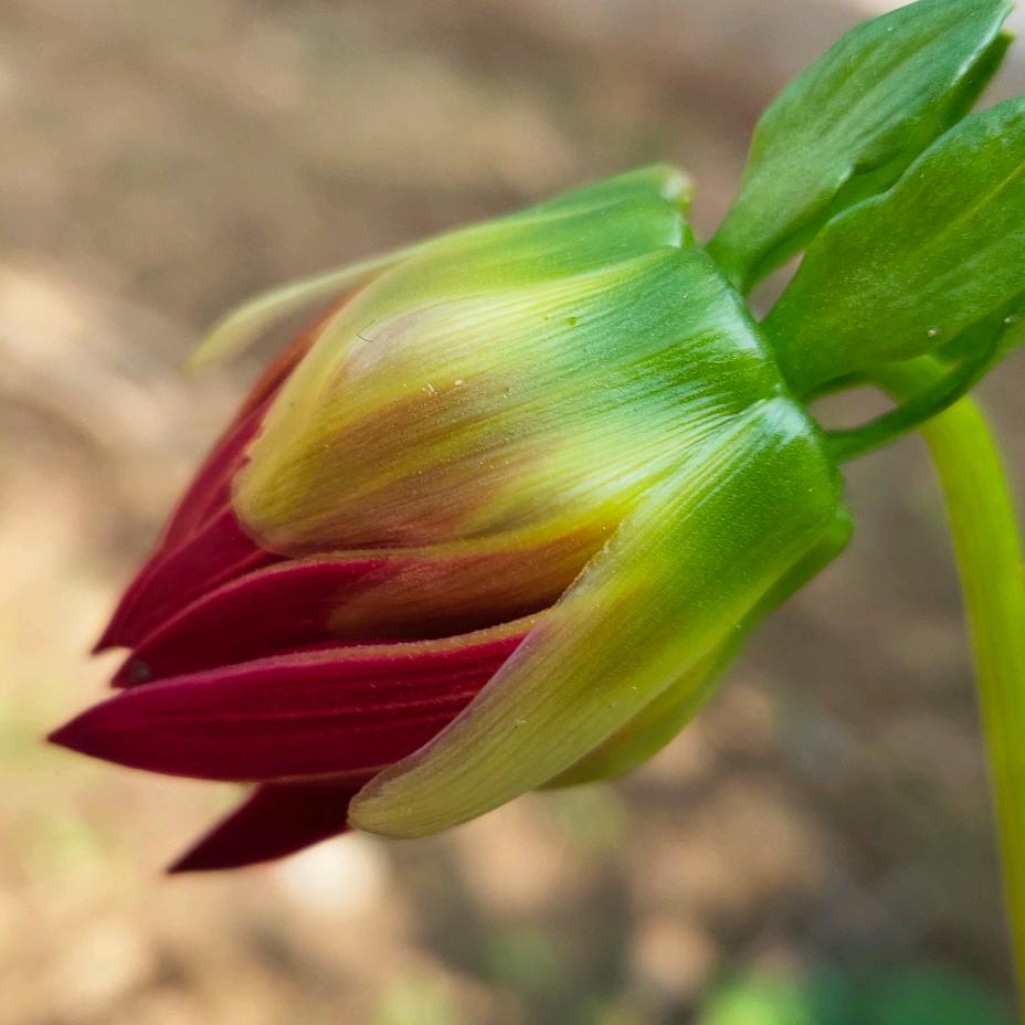 柳暗花明，
