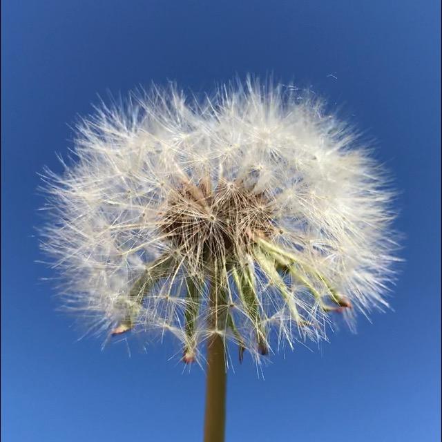 一兰一草✨