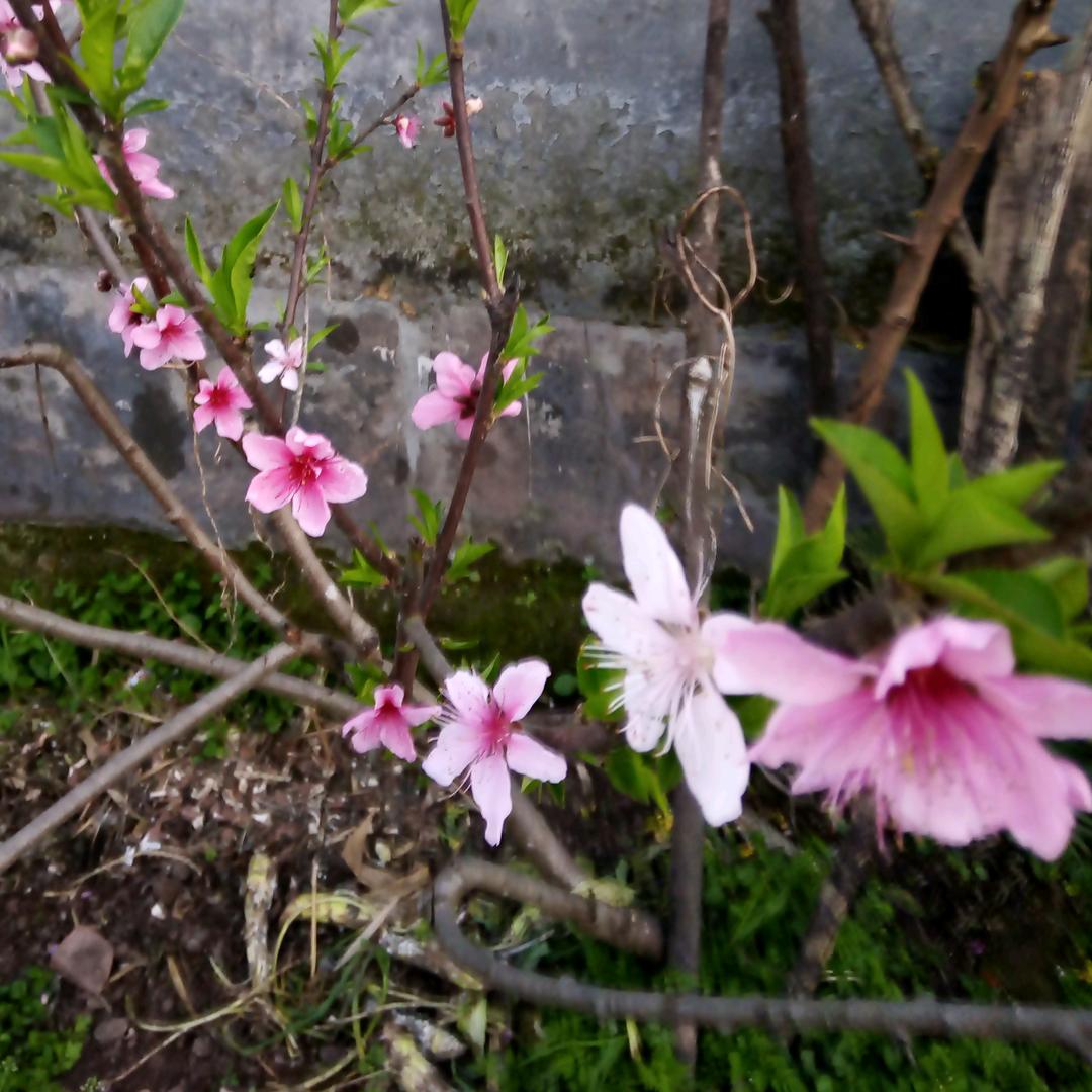 小邓