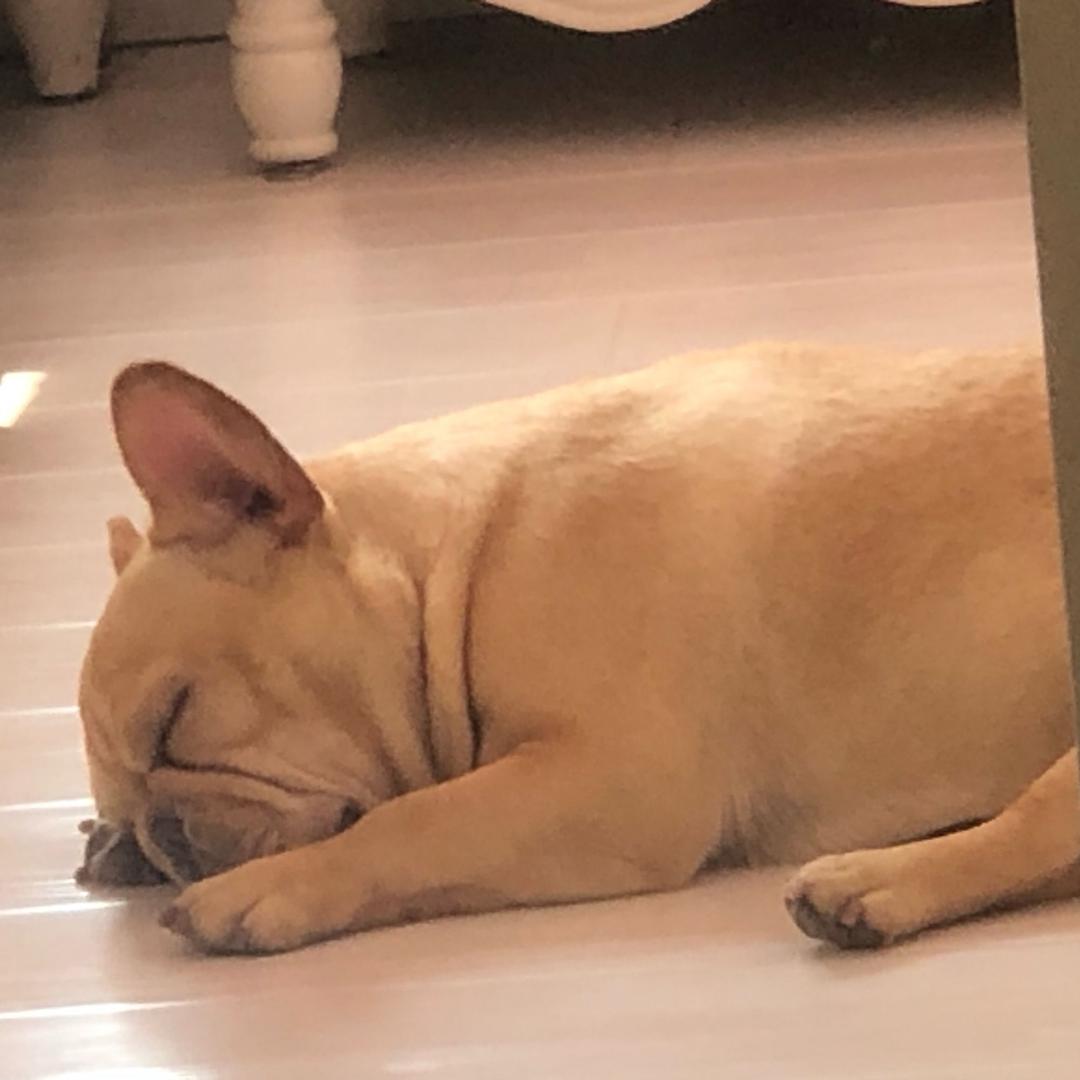 不喝蜂蜜水的小蜜蜂