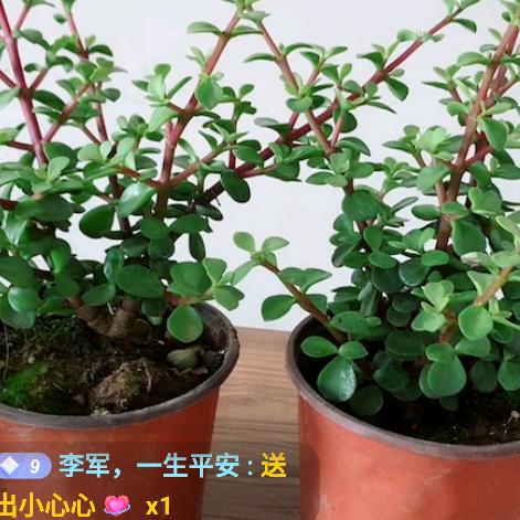 专业做平房漏水