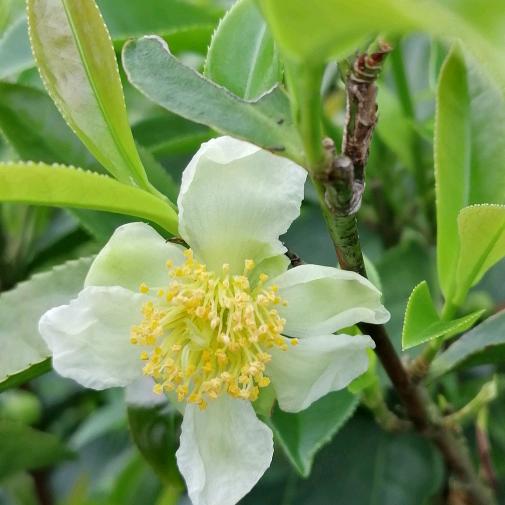 凤凰老茶农原料供应各种凤凰单丛