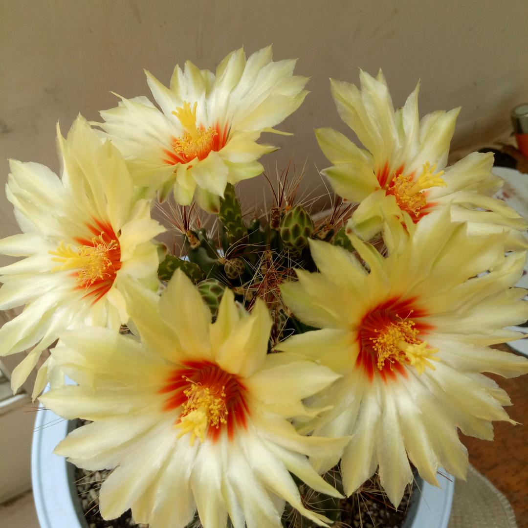 付秀芳