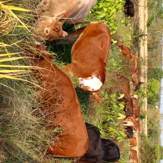 黄牛肉批发零售