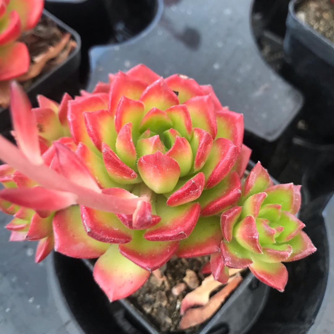 芝麻开花