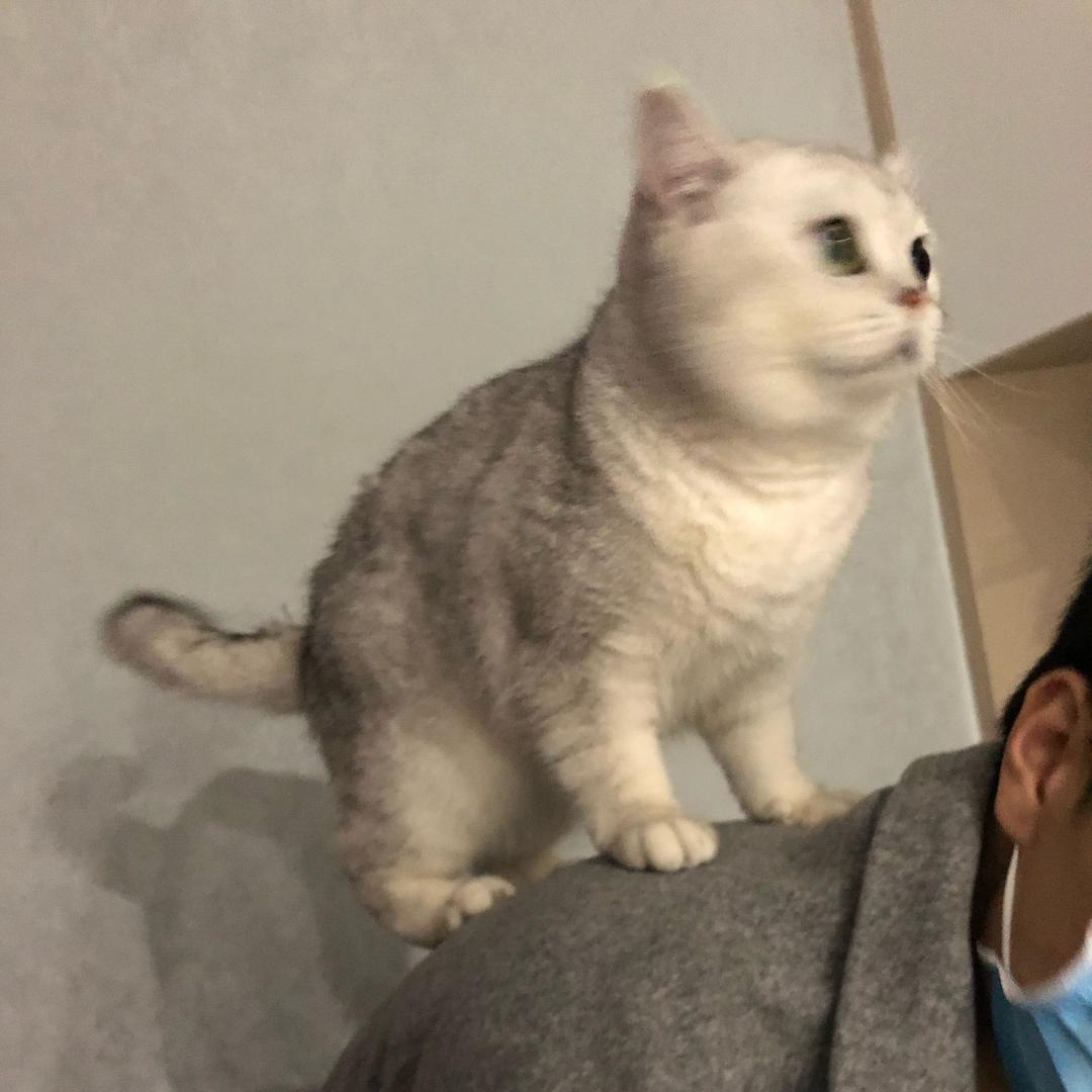 喵胖子胖了吗