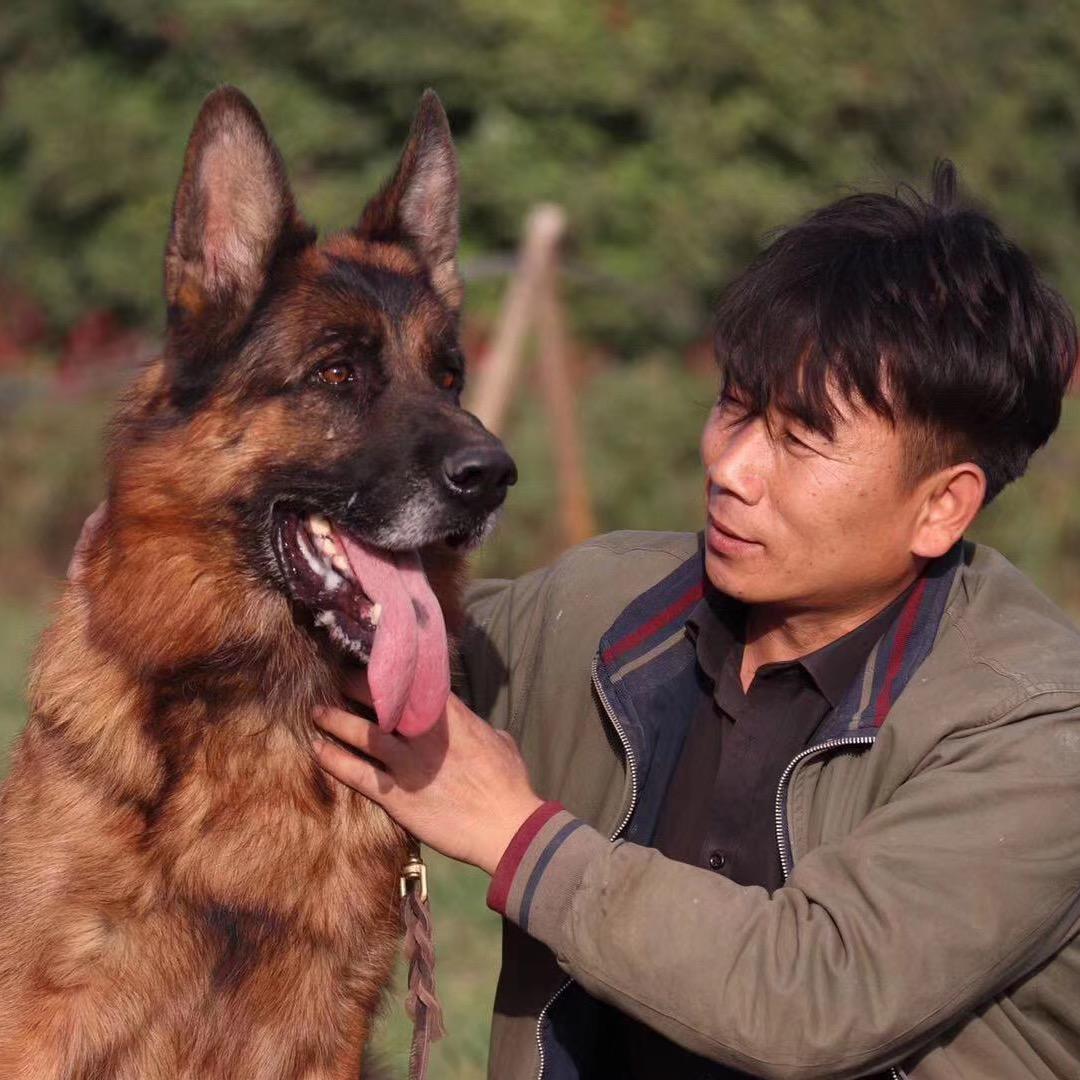一诺犬业lgx959x