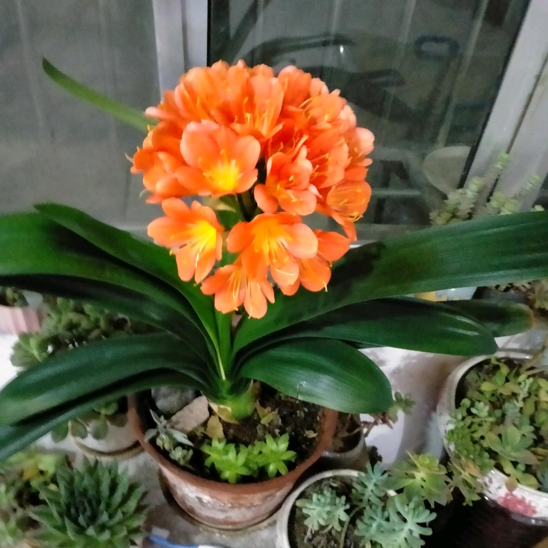 庙子小区手工煎饼