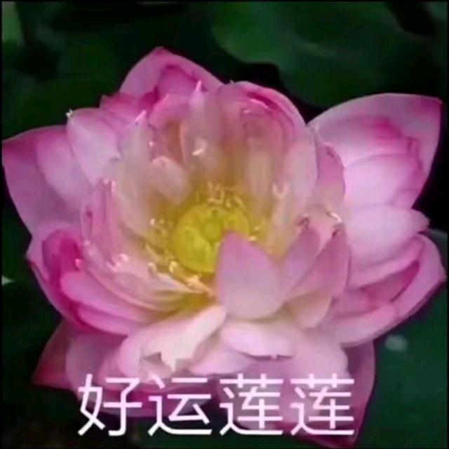 百合花