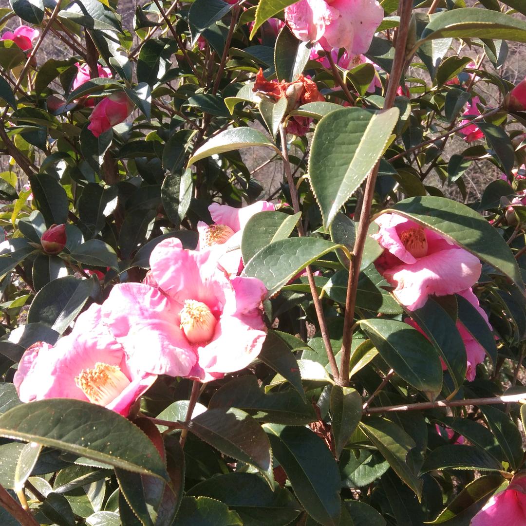 好人一生平安🌹