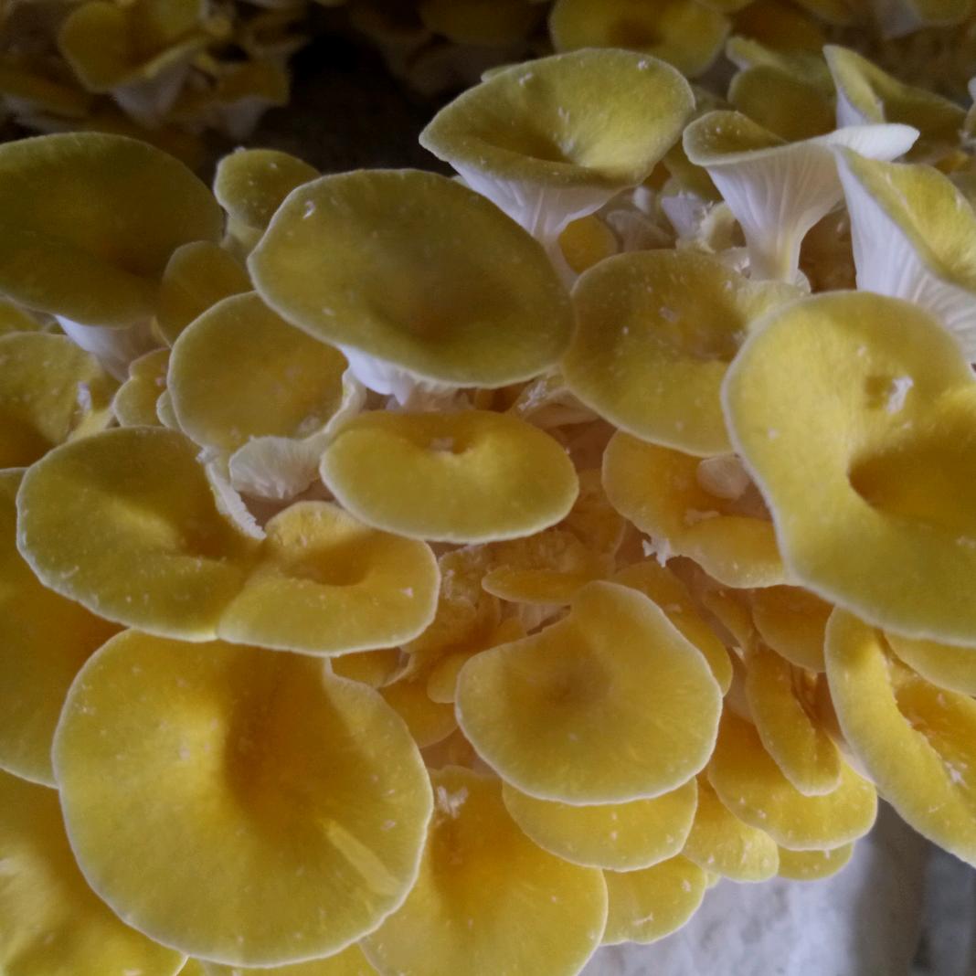 渭川田家农业发展