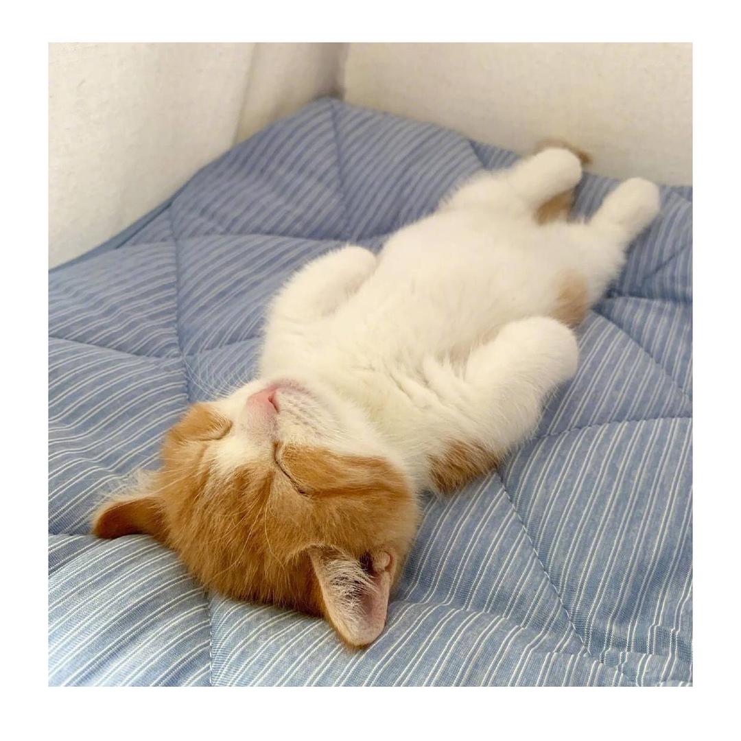 🌈胆胆胆胆胆哥。