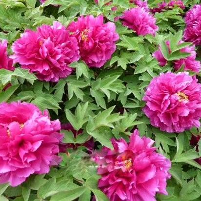 千里香花卉