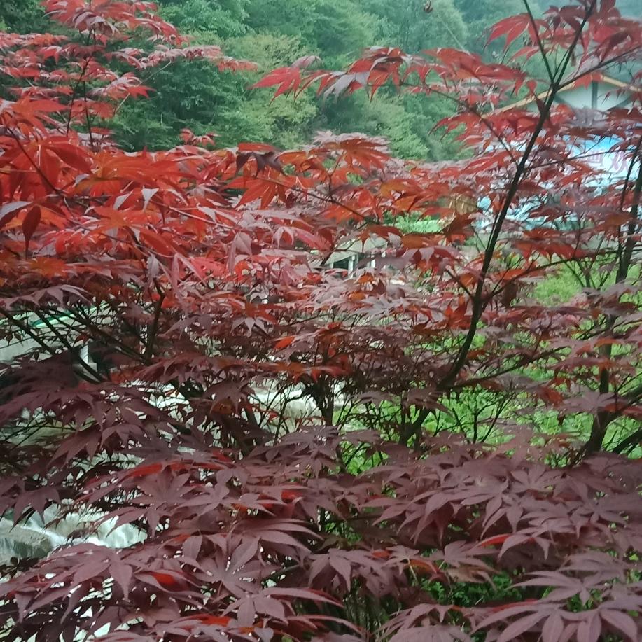 用户1577960677216紫阁宝塔