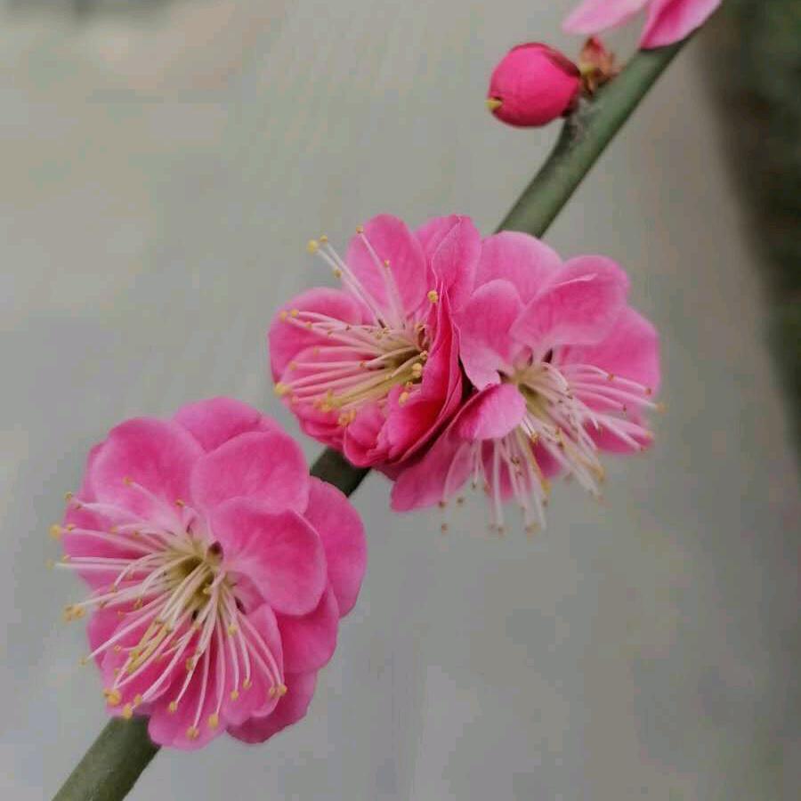 知足常乐芳
